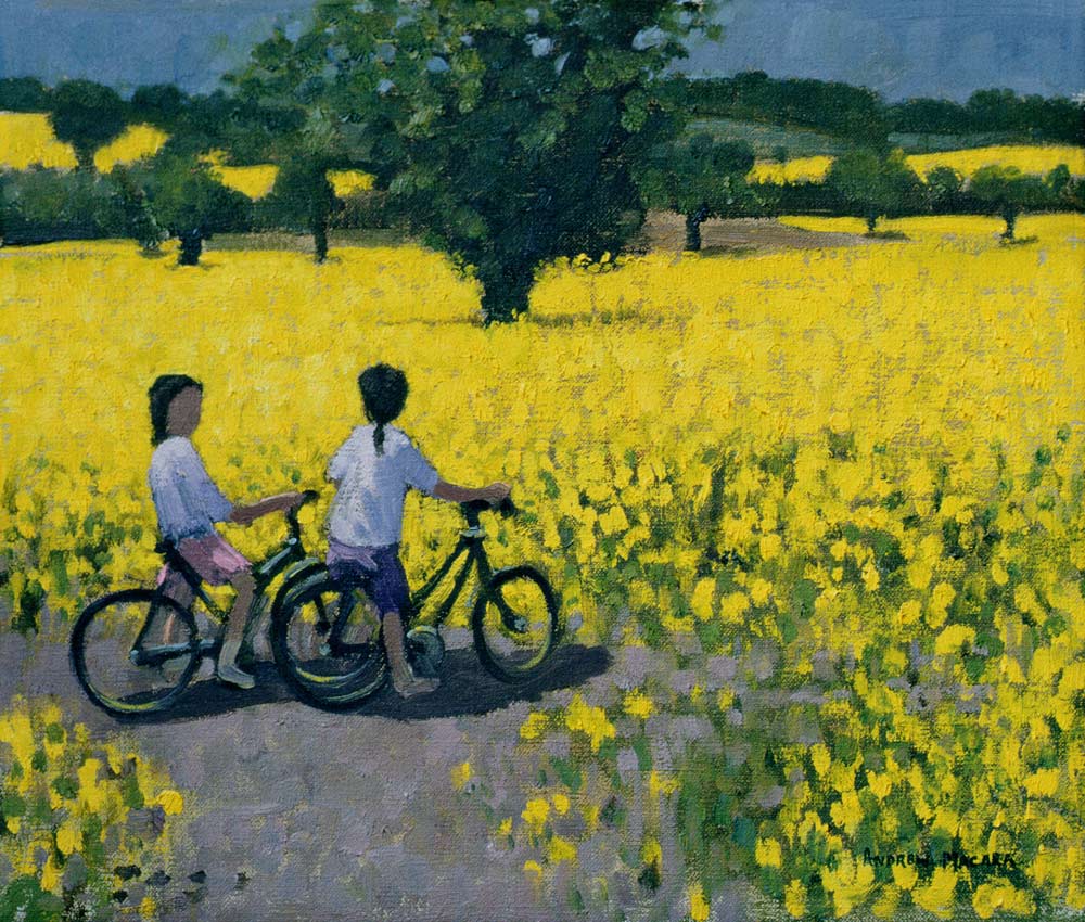 Yellow Field, Kedleston, Derby (oil on canvas)  od Andrew  Macara