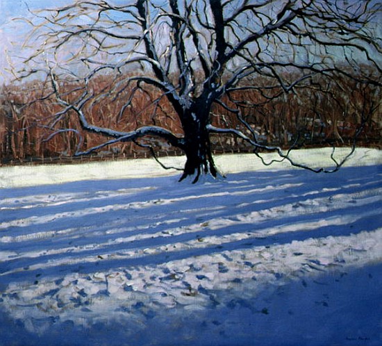 Large Tree, Snow, Calke Abbey (oil on canvas)  od Andrew  Macara