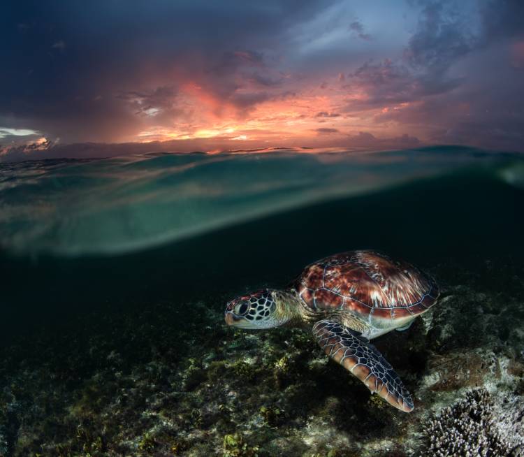Sunset swim od Andrey Narchuk