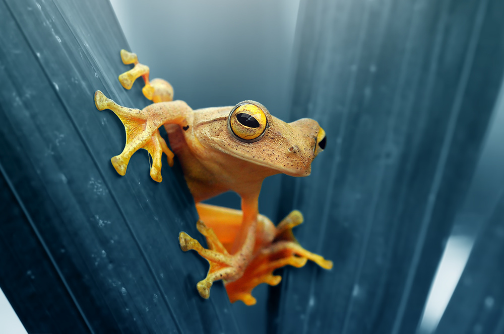 Frog - The Gold od Andri Priyadi