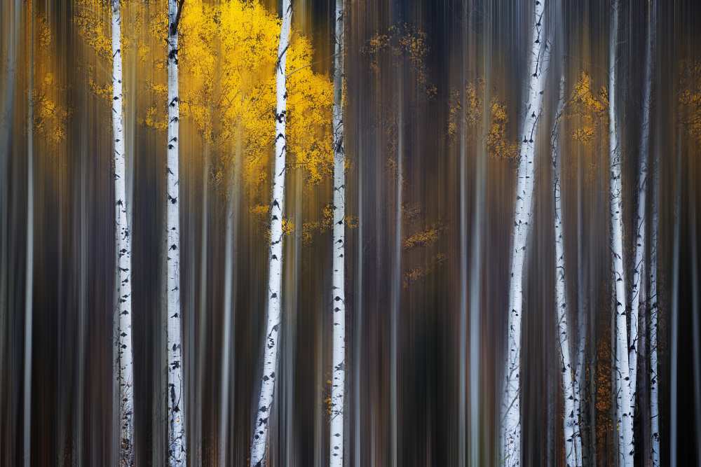 Curtain of Fall od Andy Hu