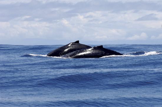 Request Greenland to hunt whales worries environmentalists od Anel Kenjekeeva