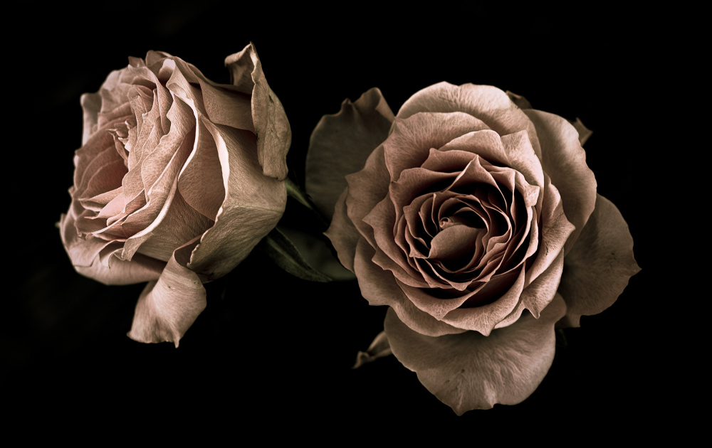 Roses od Angel Julie