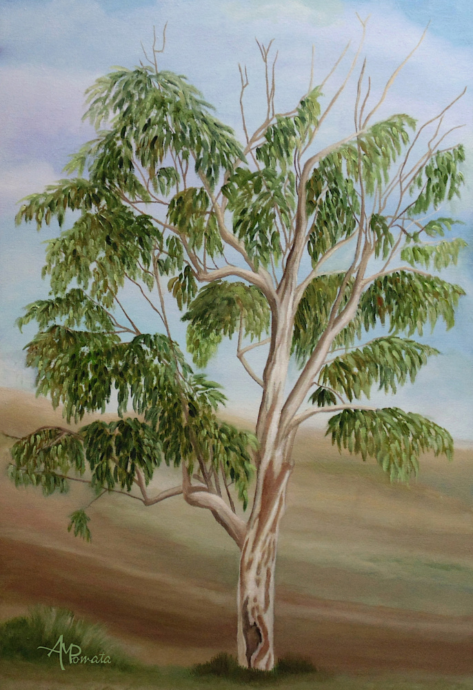 Eukalyptus od Angeles M. Pomata