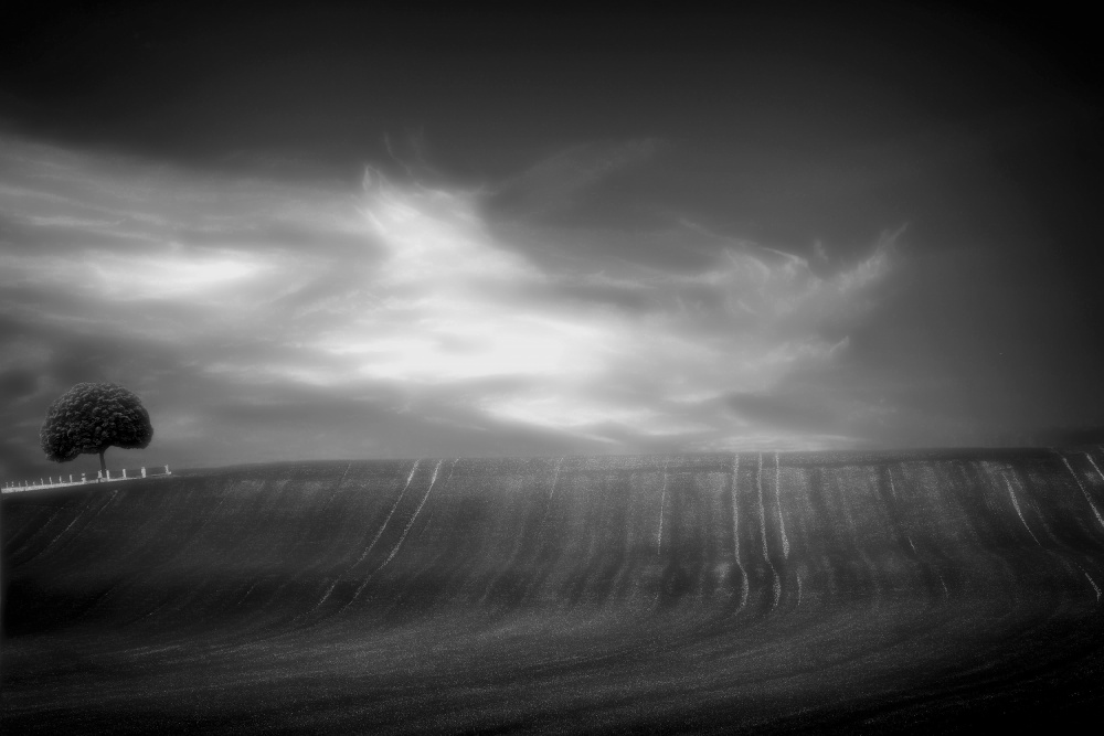 fields in black &amp; white od Anna Cseresnjes