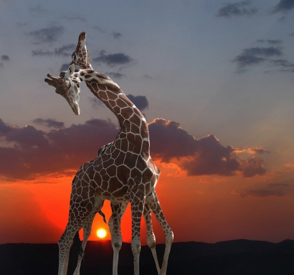 girafes at sunset od Anna Cseresnjes
