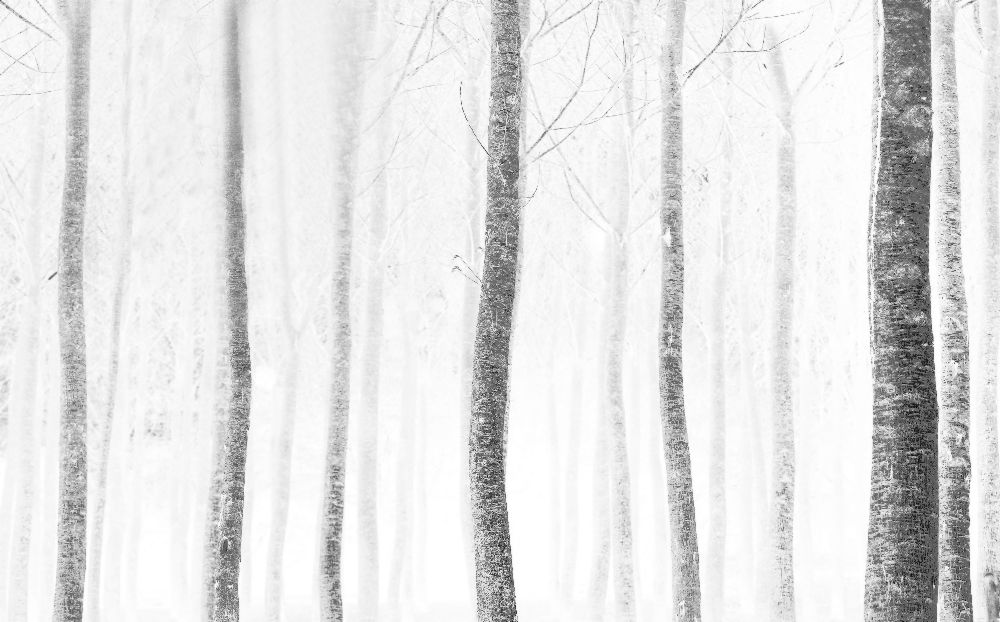 forest od Anna Cseresnjes