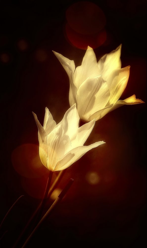 white tulips od Anna Cseresnjes
