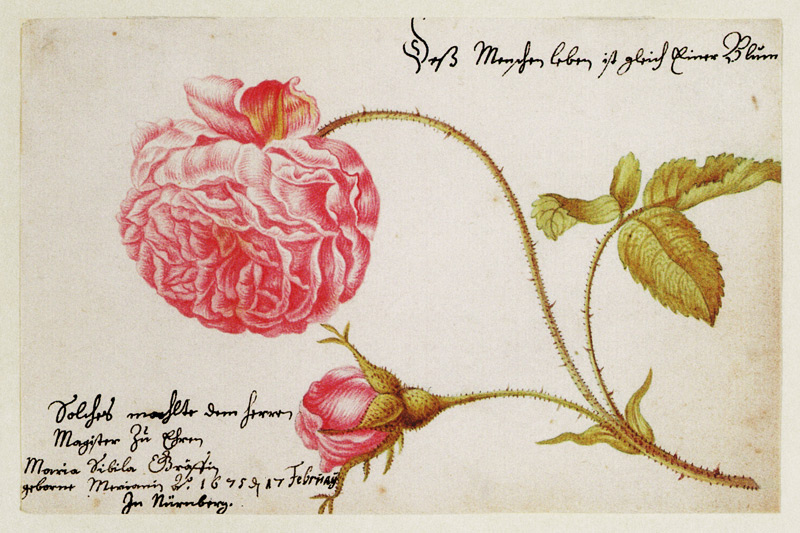 Album sheet with a rose od Anna Maria Sibylla Merian