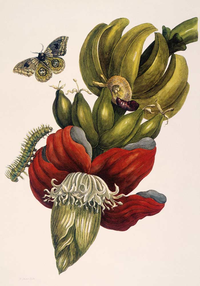 Blühende Banane und Automeris (Musa sapientium und Automeris liberia). od Anna Maria Sibylla Merian