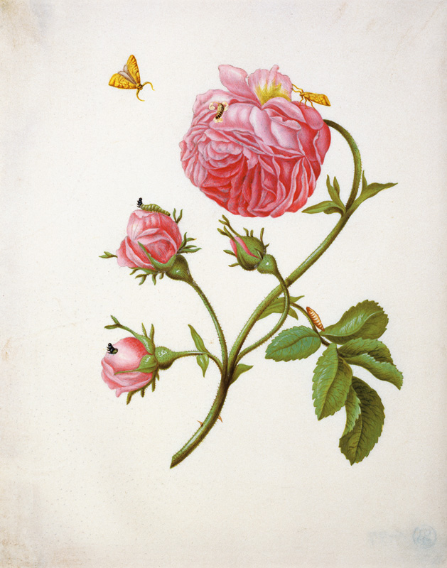 Růže s můrou od Anna Maria Sibylla Merian
