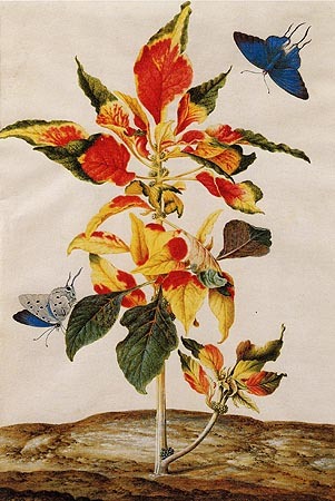 Amaranthus Tricolor od Anna Maria Sibylla Merian