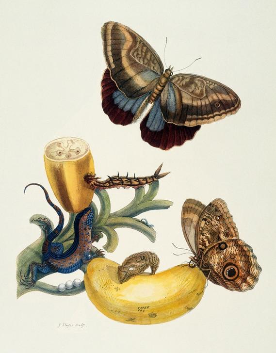 Bananenfrucht und Caligo (Musa sapientium und Caligo teucer). od Anna Maria Sibylla Merian