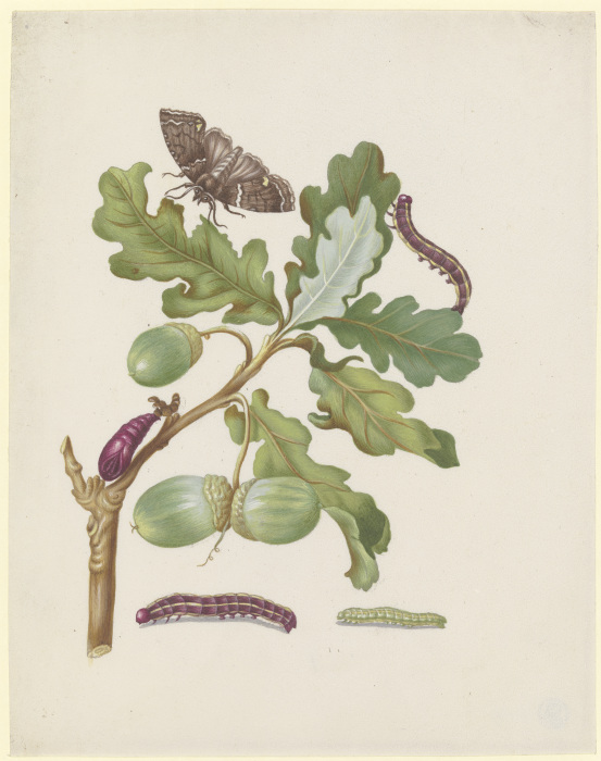 Oak branch with owlet moth, caterpillars and pupa od Anna Maria Sibylla Merian