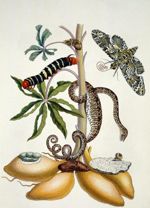 Maniok (Manihot utilissima) und Riesen-Pfeilschwanz (Nachtfalter) od Anna Maria Sibylla Merian
