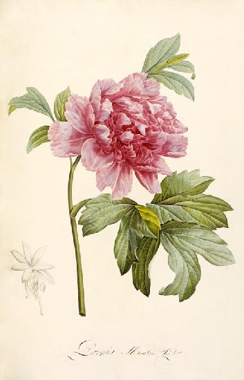 Hand Colored Engraving Of A Peony