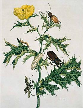 Zwei Käferarten, Illustration aus 'Metamorphosis Insectorum ...'