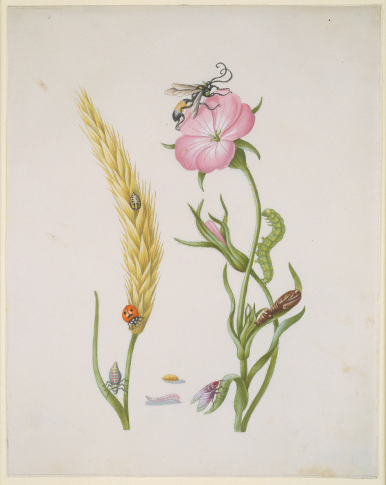 Cereal Ear and Corn Cockle with Metamorphoses of the Five-Spot Ladybird and Blowfly od Anna Maria Sibylla Merian