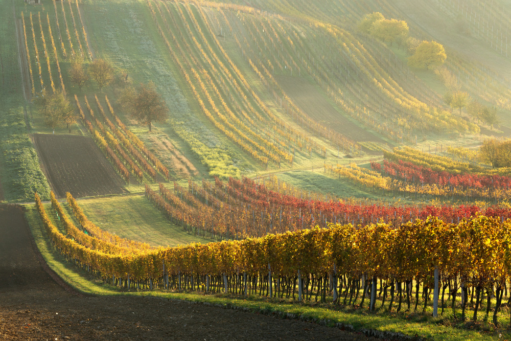 Autumn vineyards od Anna Pakutina