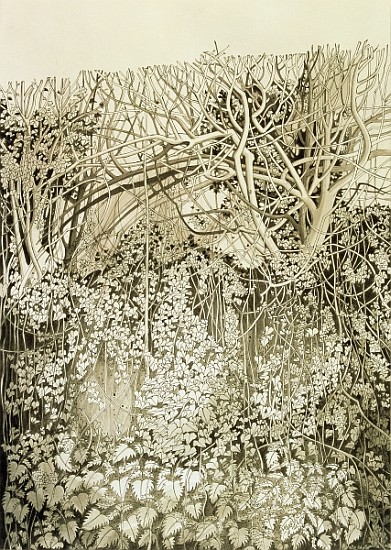 Hedge and Bank (pen & ink and wash on paper)  od Anna  Teasdale