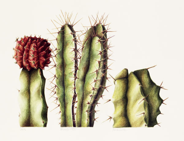 Cacti, 1999 (w/c on paper)  od Annabel  Barrett