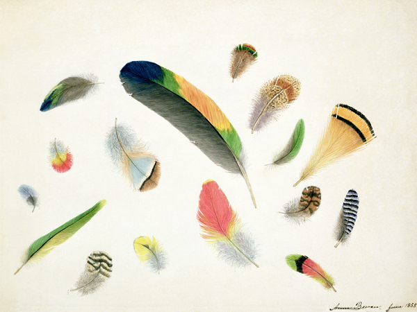 Studies of Feathers od Anne Bowen