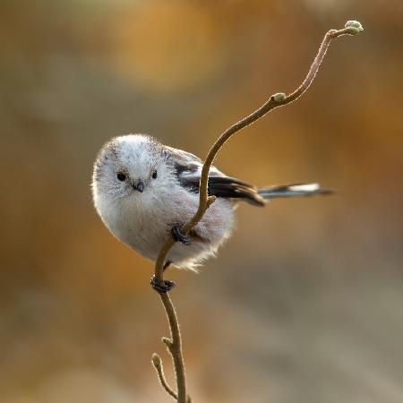 long - tailed tit.