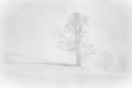 Misty winter in the Allgau