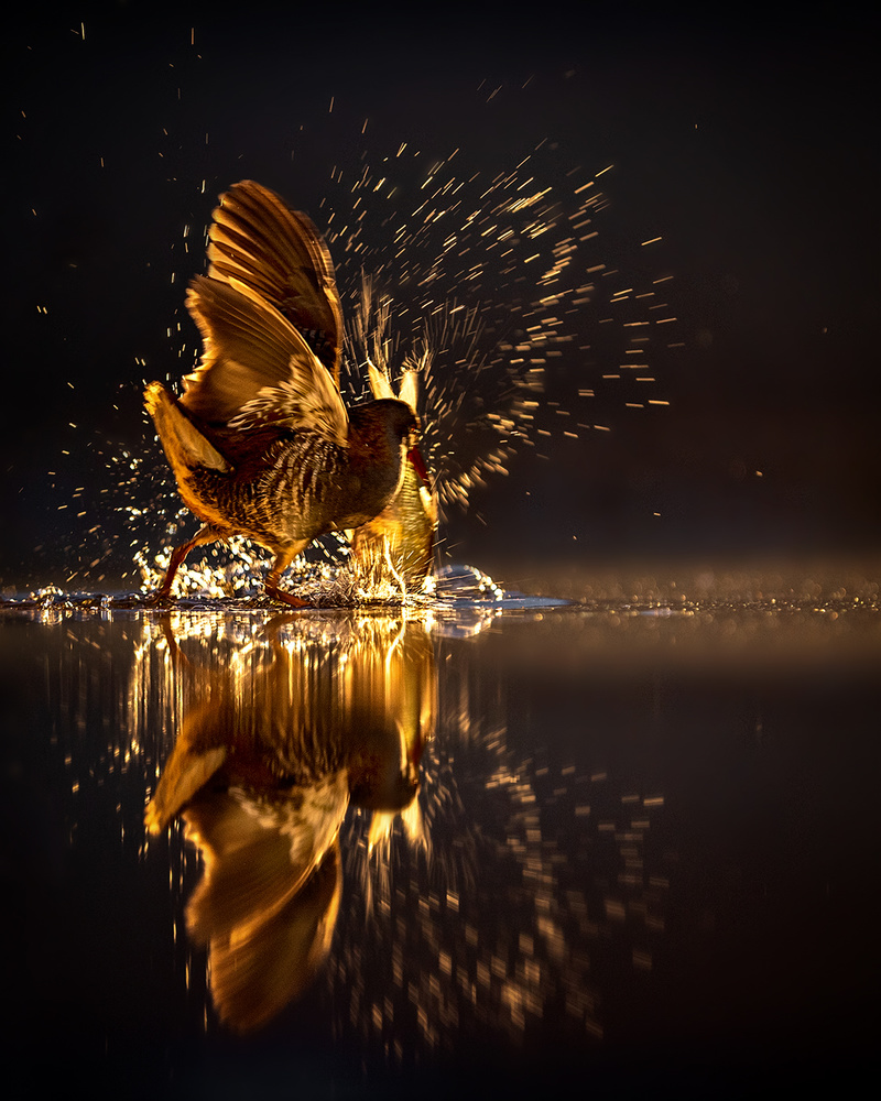 Flying Golden Light od Annie Poreider