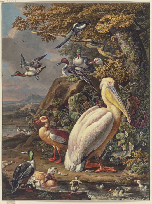 Ein Pelikan und eine Menge Wasservögel bei einer Eiche am Wasser, oben links fliegt eine Elster od Anonym