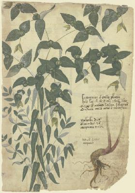 Kreuzblättrige Wolfsmilch (Euphorbia lathyrus spec.)