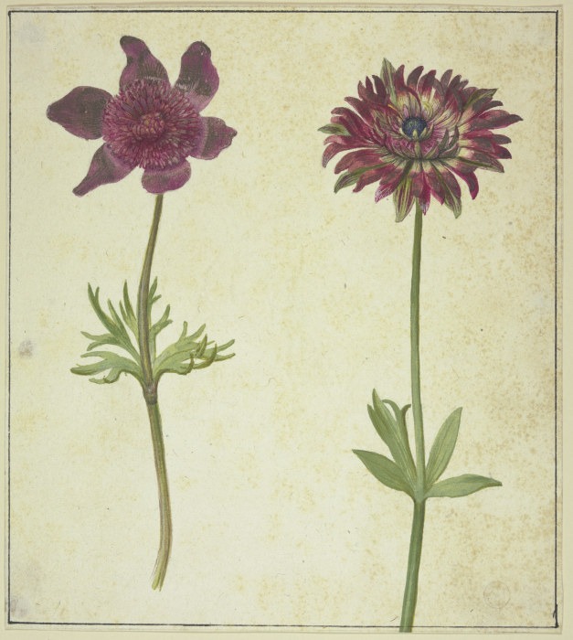 Two flowers od Anonym