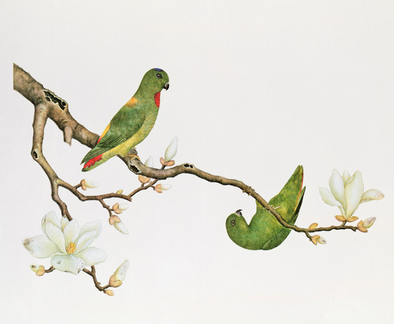 Blue-crowned parakeet, hanging on a magnolia branch od Anonymous