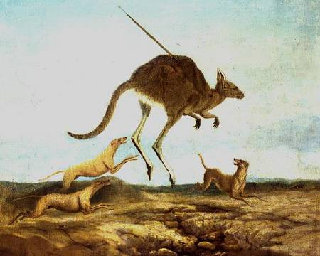 Kangaroo Hunting od Anonymous