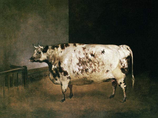Shorthorn Cow od Anonymous
