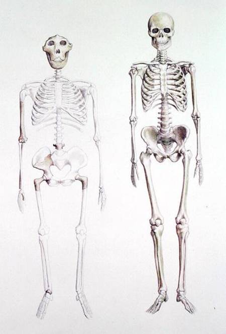 Skeletons of Australopithecus Boisei and Homo Sapiens od Anonymous
