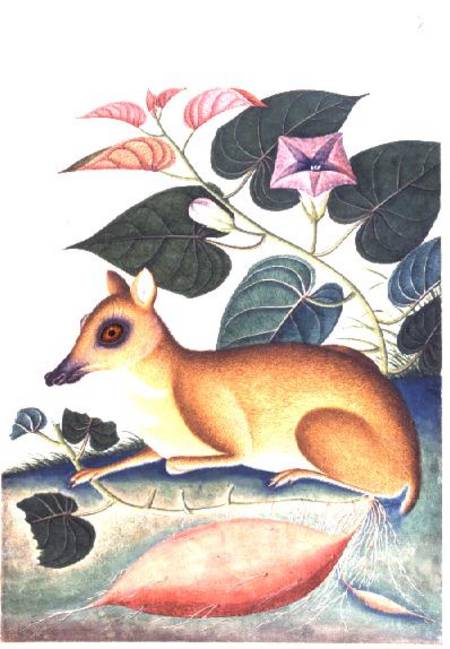 Study of a Mouse Deer by a Flowering Sweet Potato Plant, Company School od Anonymous