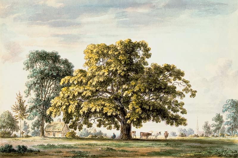 A Walnut Tree at Denton, near Grantham  and od Anthony Devis
