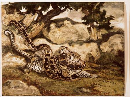 A Python Killing a Tiger (w/c & gouache on paper) od Antoine Louis Barye