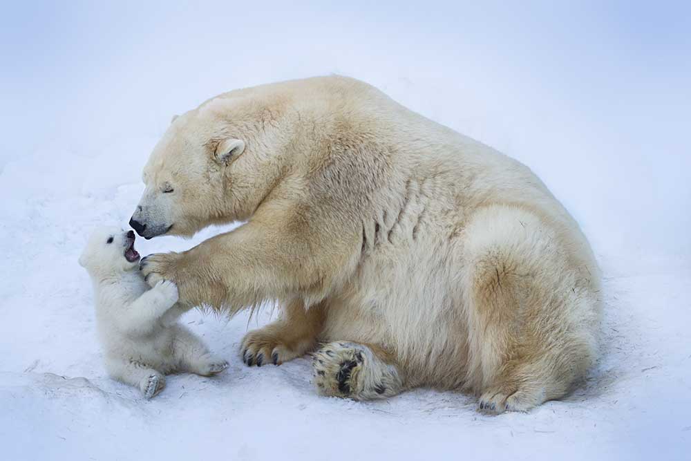 Polar bear with mom od Anton Belovodchenko