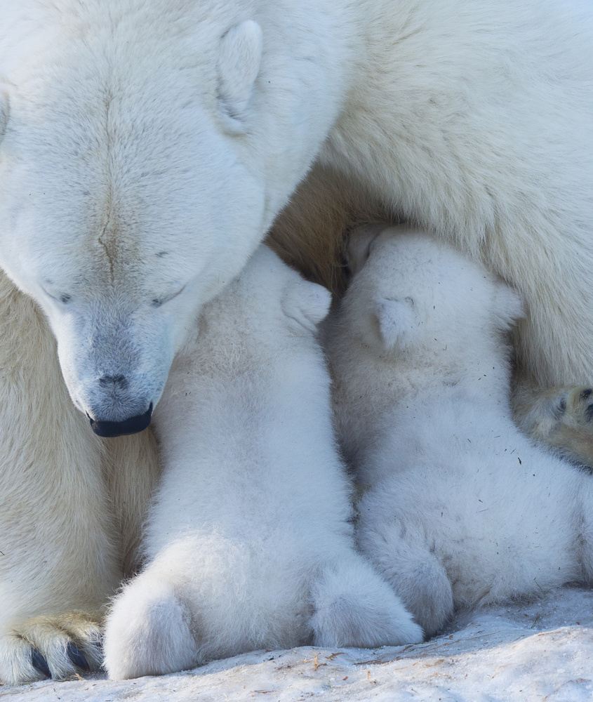 Polar bear mom feeding twins cub od Anton Belovodchenko