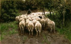 Sheeps in the forest