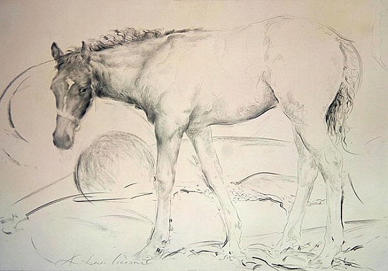 Horse at Coolmore, 1990 (charcoal on paper)  od Antonio  Ciccone