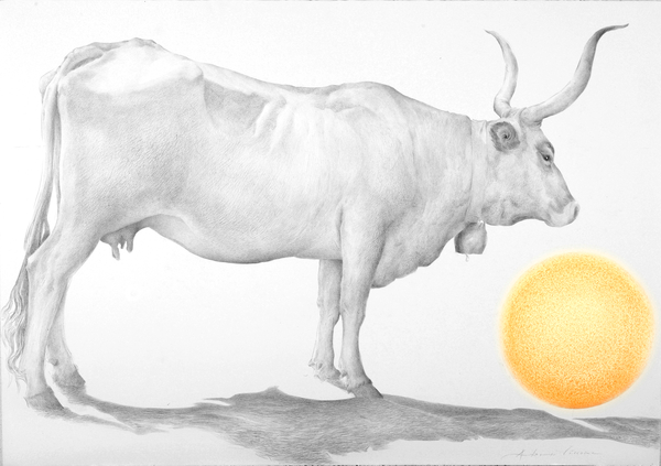 Mucca in Maremma od Antonio  Ciccone