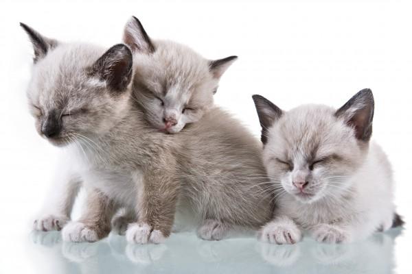 Baby Kittens Sleeping od Antonio Nunes