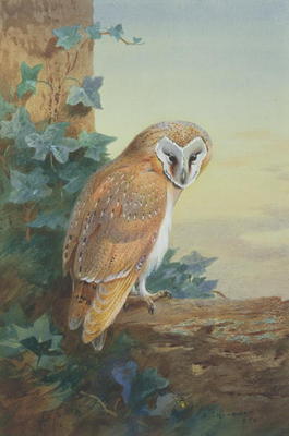 Barn Owl, 1916 (watercolour on paper) od Archibald Thorburn