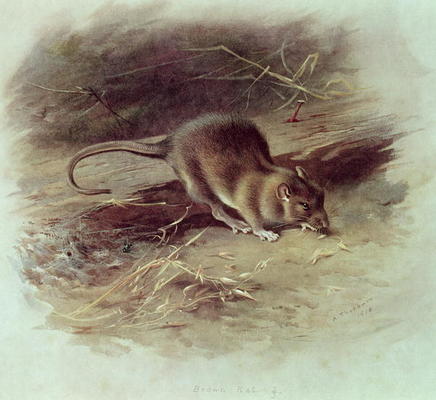 Brown Rat (Rattus norvegicus) 1918 (coloured engraving) od Archibald Thorburn