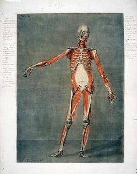 Deeper Muscular System of the Front of the Body, plate 5 from a complete course of anatomy with text