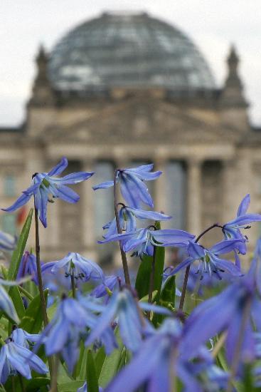 Blumenwiese vor Reichstag od Arno Burgi