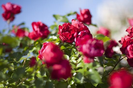Rote Rosen od Arno Burgi